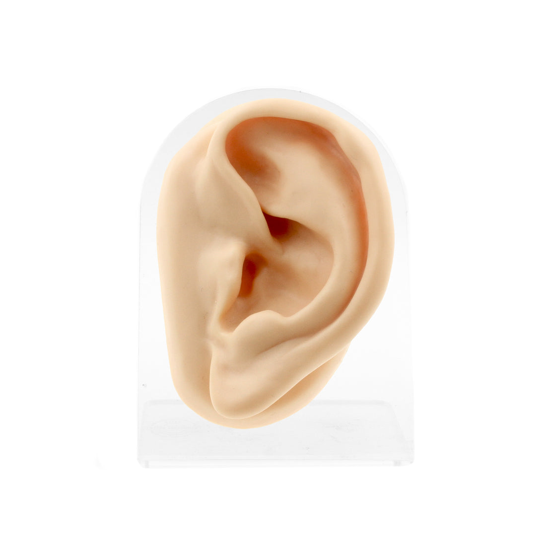 Silicone Silicone And Acrylic Display - Ear