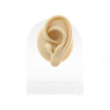 Silicone Silicone And Acrylic Display - Ear L
