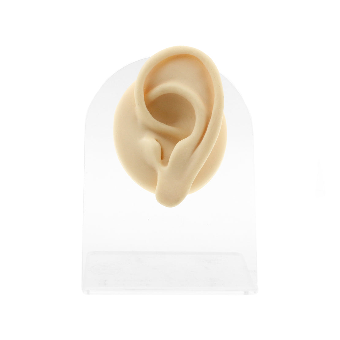 Silicone Silicone And Acrylic Display - Ear L