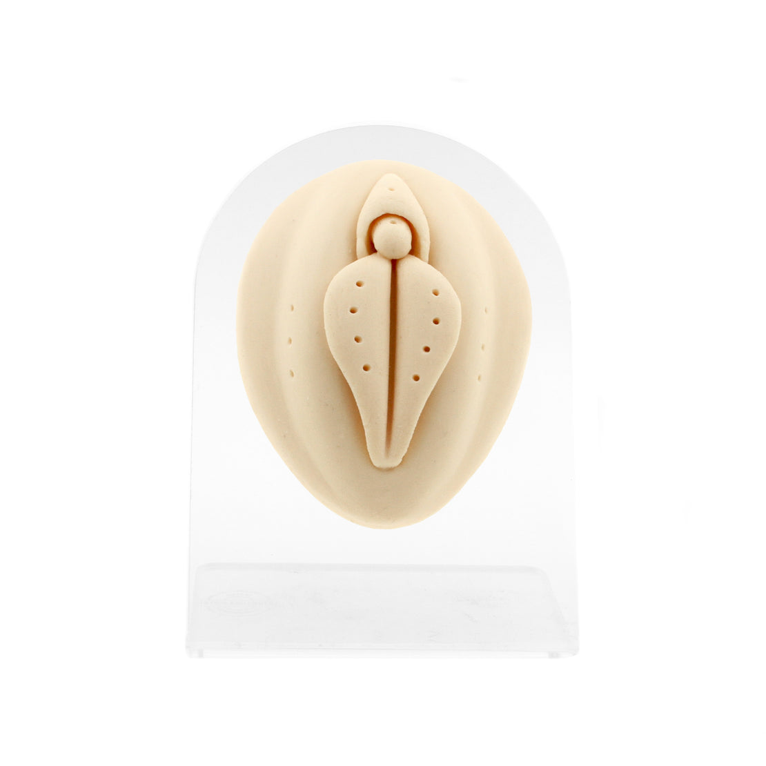 Silicone Silicone And Acrylic Display - Vulva