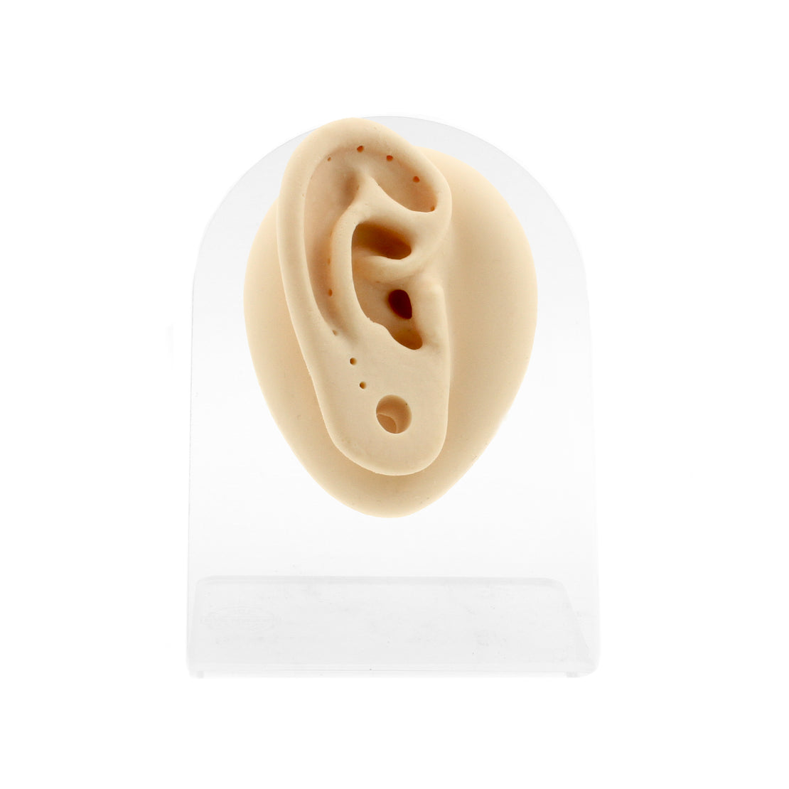 Silicone Silicone And Acrylic Display - Ear Plug Right