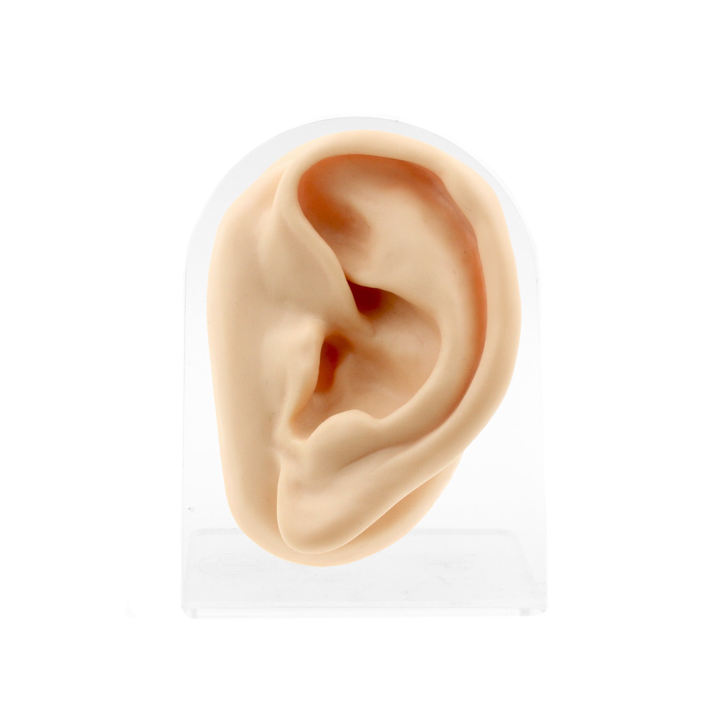 Silicone Silicone And Acrylic Display - Ear