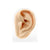 Silicone Silicone And Acrylic Display - Ear