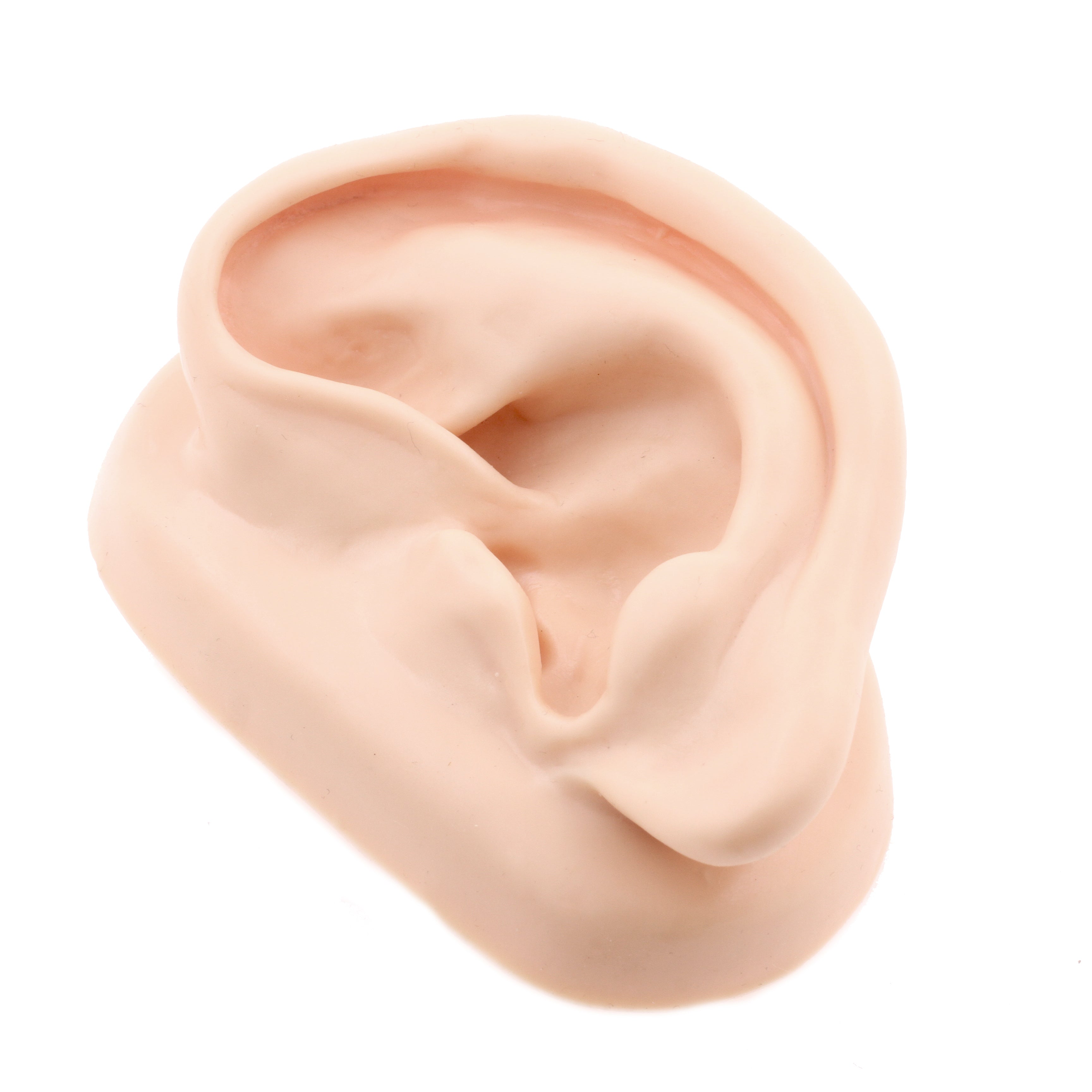 Silicone Silicone And Acrylic Display - Ear