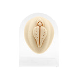 Silicone Silicone And Acrylic Display - Vulva